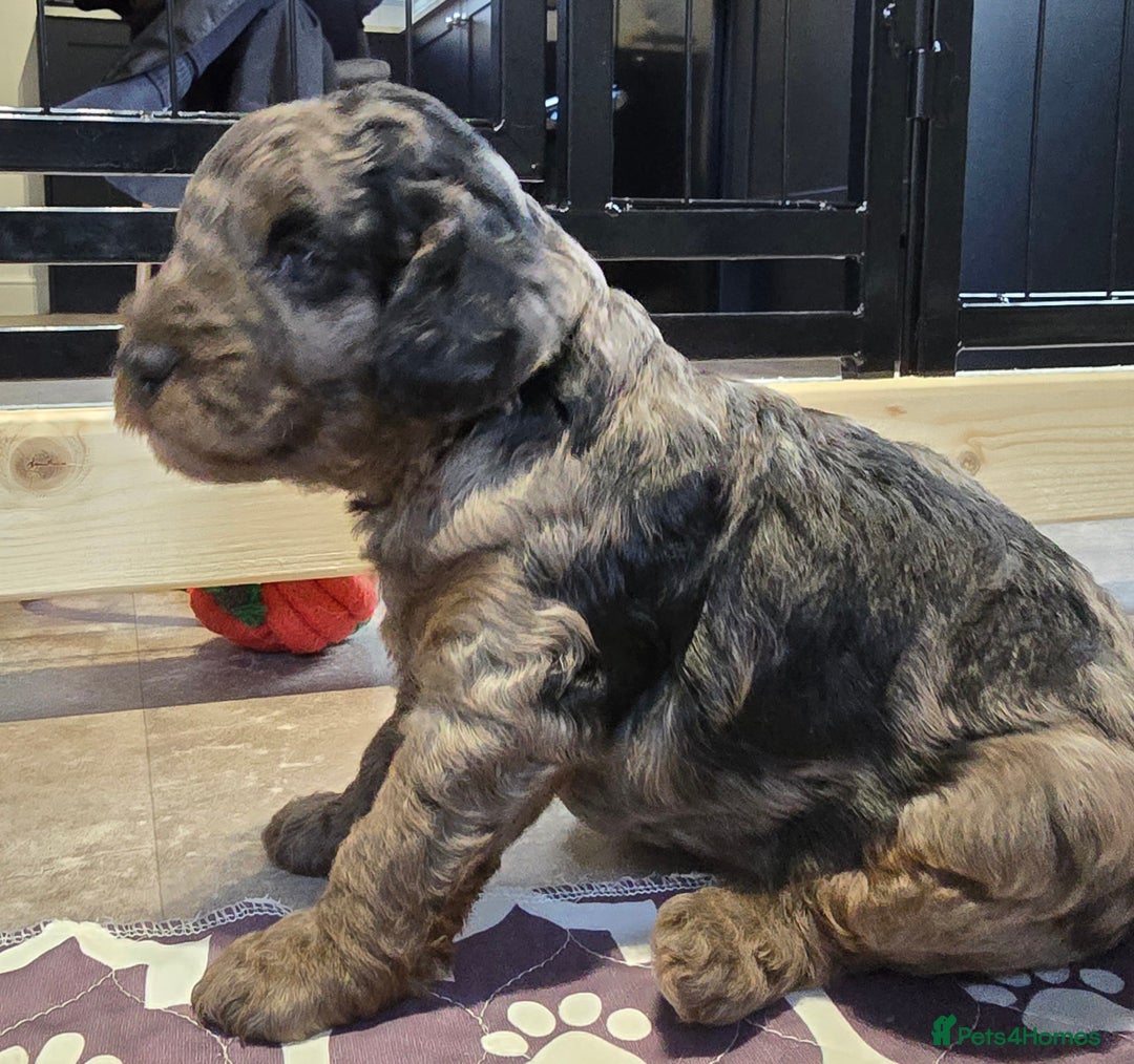 Cavapoo dogs for sale: Cavapoo puppies extensive health tested - Advert 27