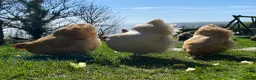 Chickens poultry for sale: Orpington Chickens For Sale in Looe - Advert 3