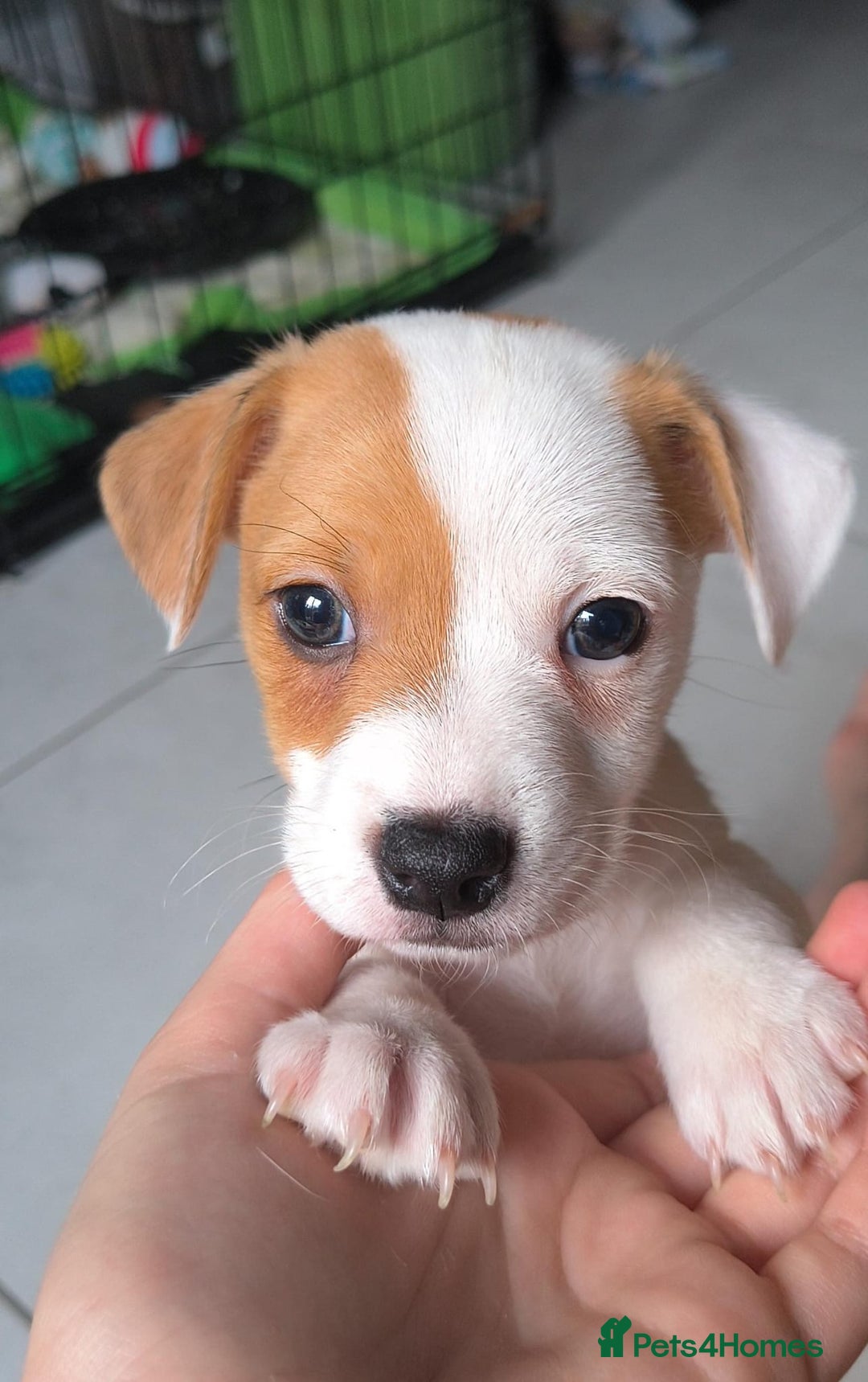 Jack Russell dogs for sale: Puppy  - Advert 2