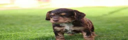 Cocker Spaniel dogs for sale: Beautiful pups in Durham - Advert 6