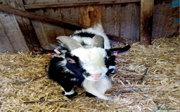 Goats livestock for sale: Boer goat x nannies and pygmy Billy  - Image 5