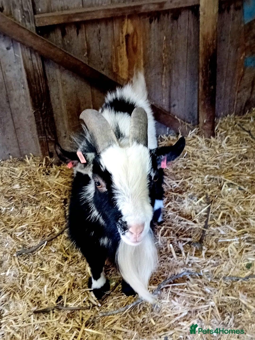 Goats livestock for sale: Boer goat x nannies and pygmy Billy  - Image 5