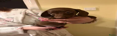 Miniature Dachshund 2