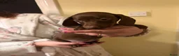 Miniature Dachshund dogs for sale: Miniature dachshund  - Advert 2