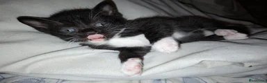 British Shorthair 3