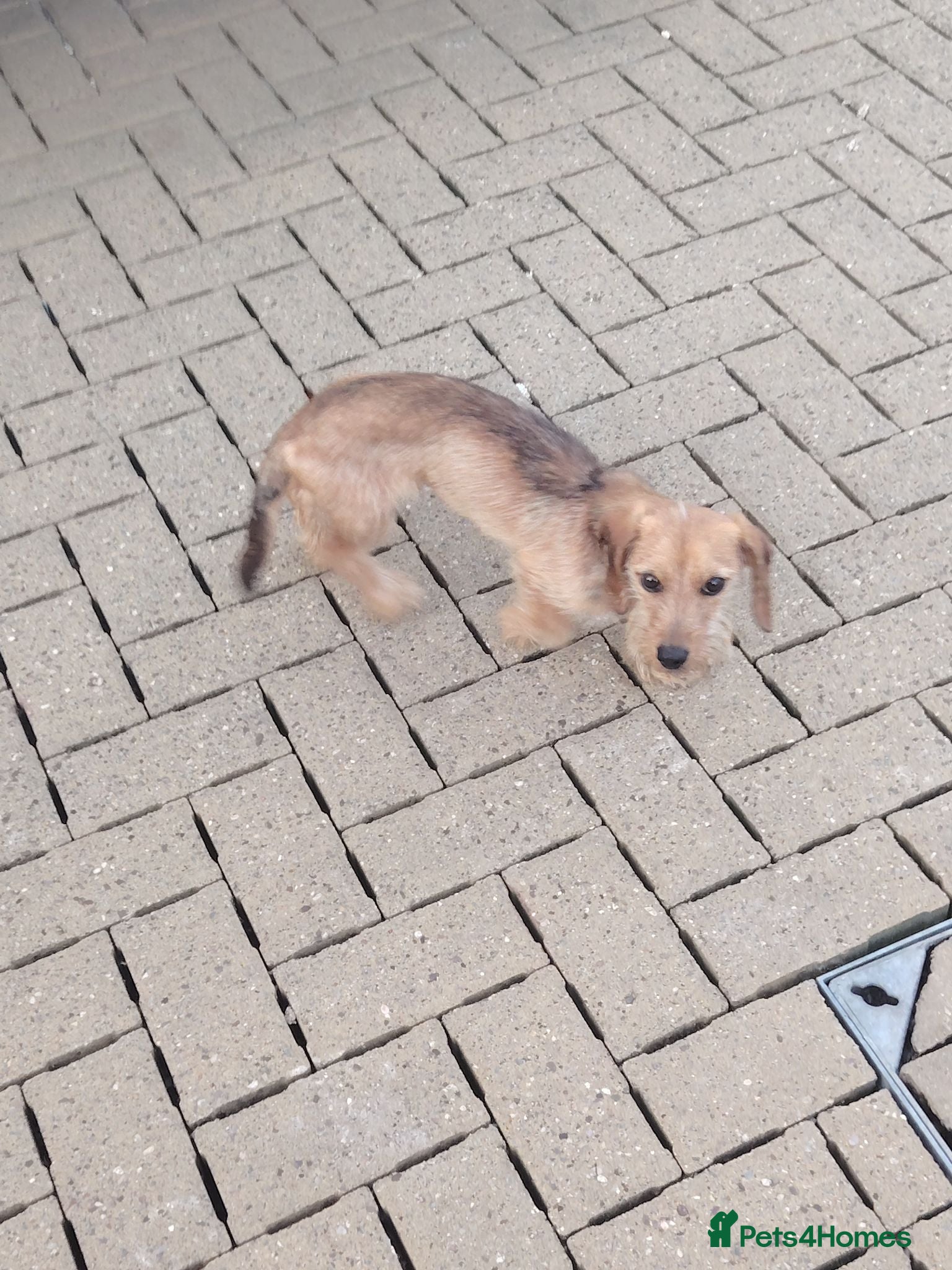 Dachshund dogs 8 MONTH OLD DASHUND  - Advert 1