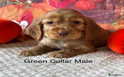 Cocker Spaniel dogs for sale: Outstanding KC Show Cocker Spaniels 🩷 - Image 2