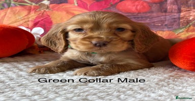 Cocker Spaniel dogs - Advert 11
