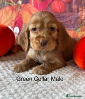 Cocker Spaniel dogs - Advert 16