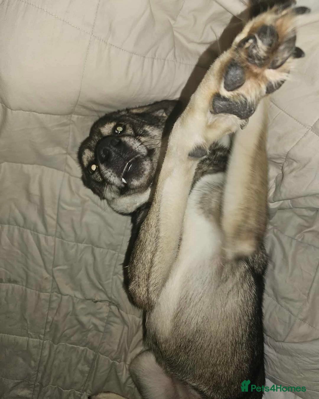 Mixed Breed dogs for adoption: Terrific Tulip - Advert 1