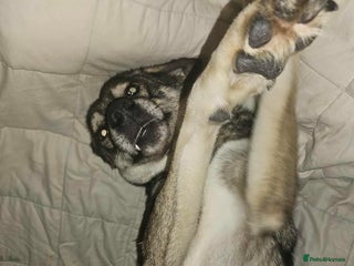 Mixed Breed dogs Terrific Tulip - Advert 1