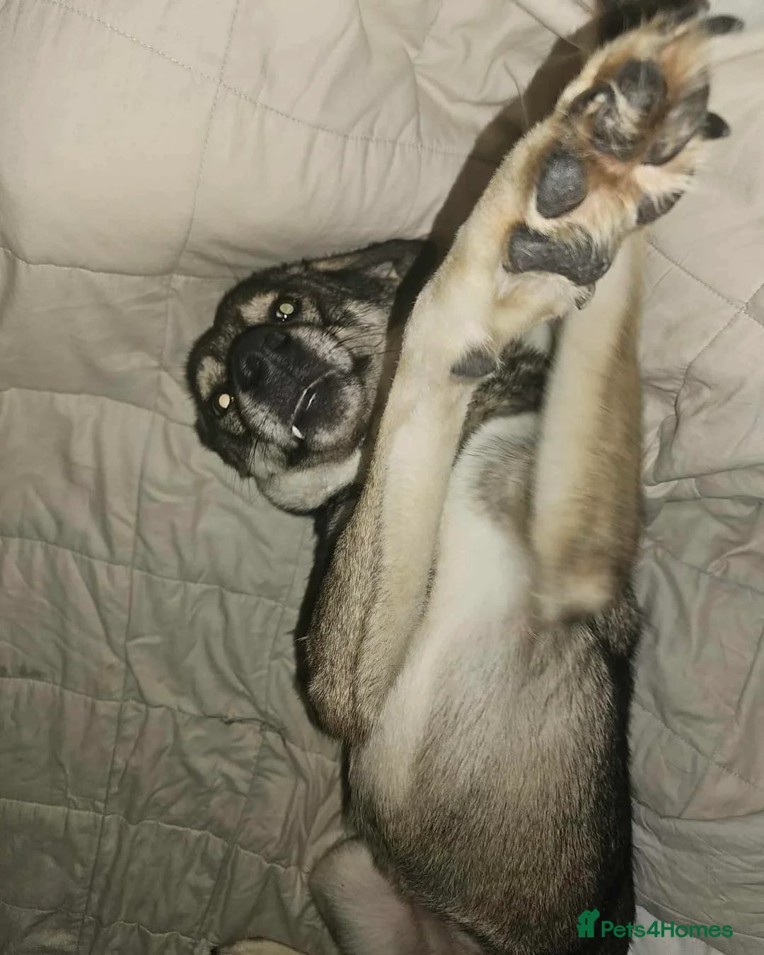 Mixed Breed dogs for adoption: Terrific Tulip - Advert 1