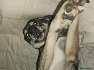 Mixed Breed dogs Terrific Tulip - Advert 20