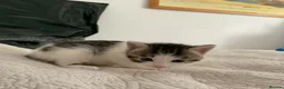 Domestic Shorthair cats for sale: Beautiful kittens ready in 5 weeks - Advert 28