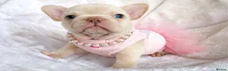 French Bulldog dogs for sale: TOP QUALITY FRENCH BULLDOG PUPPIES - Advert 40