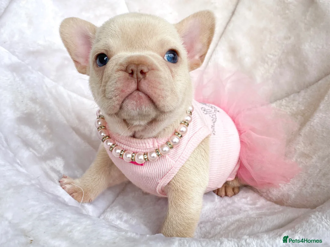 French Bulldog dogs for sale: TOP QUALITY FRENCH BULLDOG PUPPIES - Advert 40