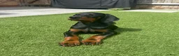 Dobermann dogs for sale: READY TO COLLET NOW | RKC DOBERMAN | CHAMPION LINE - Advert 26