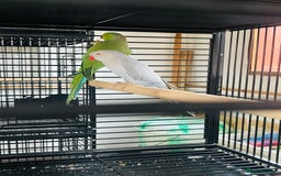 Ringnecks birds for sale: Quick sale–price is a bit negotiable👍Ringneck in Attleborough - Image 1
