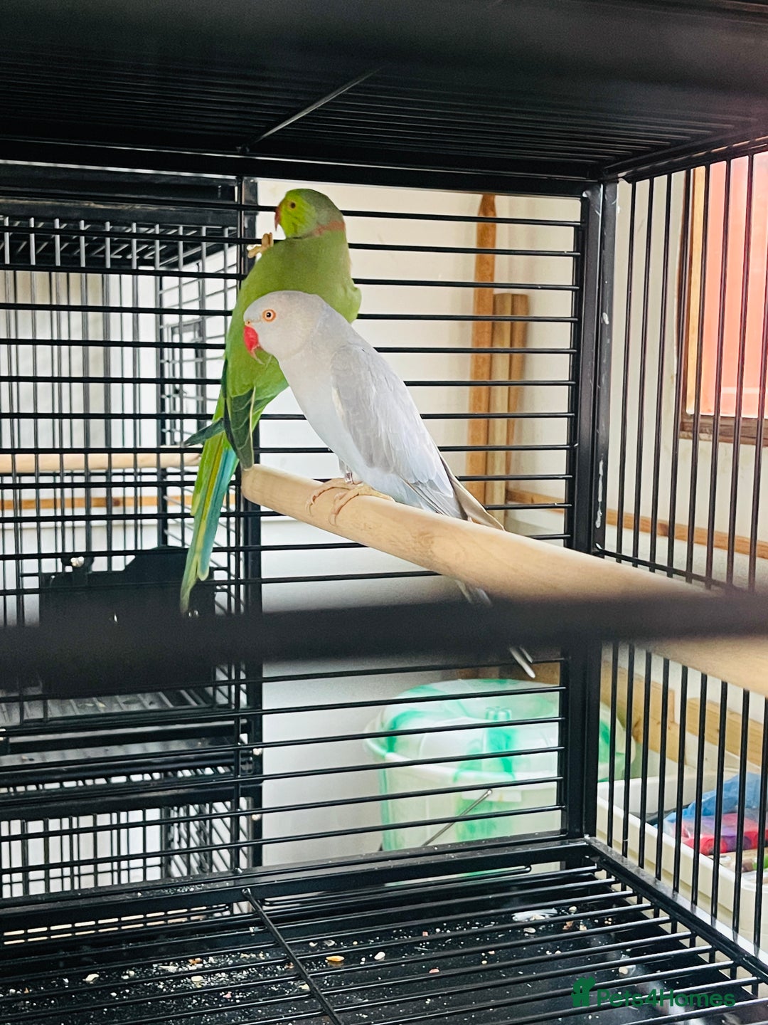 Ringnecks birds for sale: Quick sale–price is a bit negotiable👍Ringneck in Attleborough - Image 1
