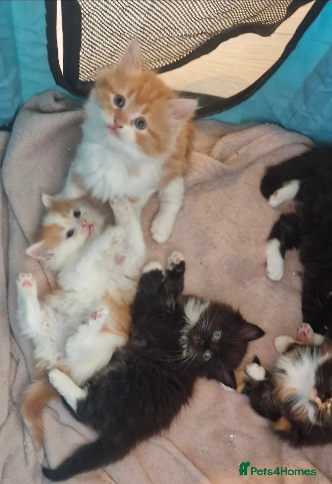 Mixed Breed cats for sale: Beautiful Long haired fluffy kittens - Advert 2
