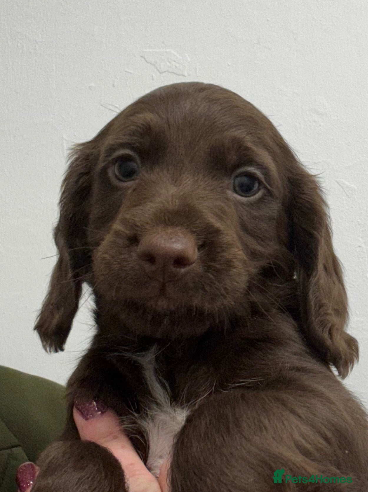 Cocker Spaniel dogs Working Cocker Spaniel Pups For Sale  - Advert 9