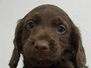Cocker Spaniel dogs Working Cocker Spaniel Pups For Sale - Advert 9