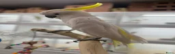 Cockatoo birds for sale: Sulphur crested Cockatoo  - Advert 4