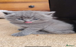 British Shorthair cats for sale: Beautiful fluffy British blue babies ready at  **  - Advert 13