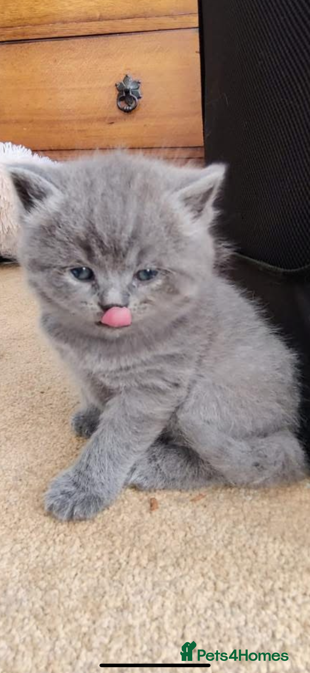 British Shorthair cats for sale: Beautiful fluffy British blue babies ready at  **  - Advert 13