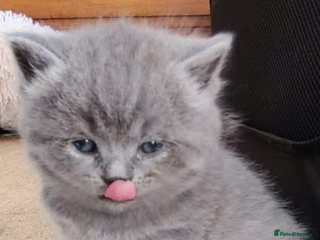 British Shorthair cats Beautiful fluffy British blue babies ready at ** - Advert 8