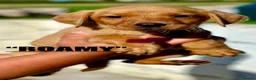 Labrador Retriever dogs for sale: RKC REG’D GOLDEN YELLOW BEAUTIFUL LAB PUPS - Advert 13