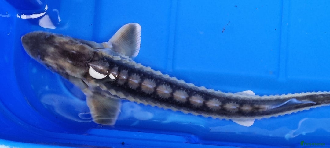 Pond Fish fish for sale: Albino & White Edge Sterlets and Diamond Sturgeon - Advert 10