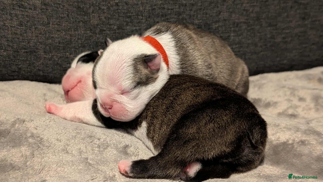 Boston Terrier dogs for sale: Boston terrier puppies  - Advert 8