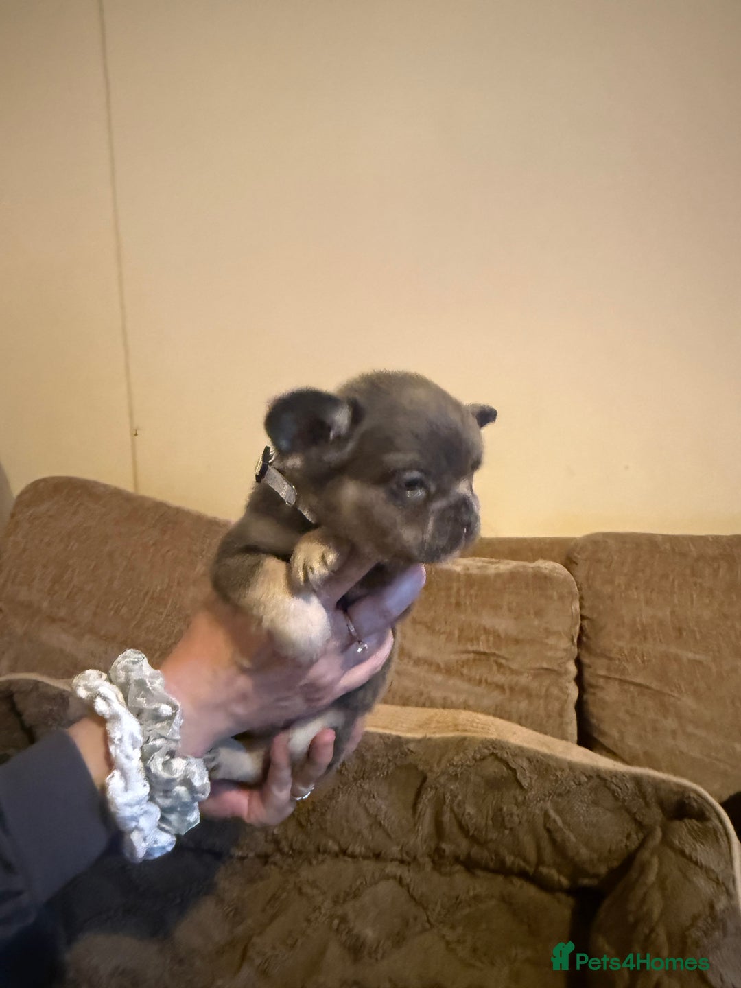 French Bulldog dogs for sale: Kc reg Fluffy Frenchies Ready Now  - Image 7