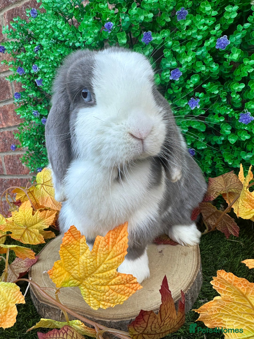 Mini Lop rabbits for sale: Beautiful mini lop adults (proven)  - Advert 11
