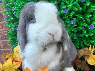Mini Lop rabbits Beautiful mini lop adults (proven) - Advert 18