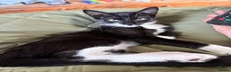 Domestic Shorthair cats for sale: Small Cat For Sale - Advert 1