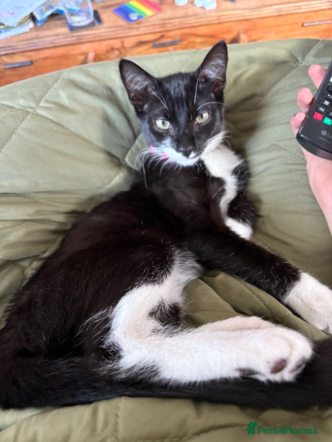 Domestic Shorthair cats for sale: Small Cat For Sale - Image 1