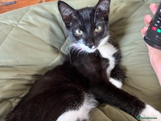 Domestic Shorthair cats - Advert 2