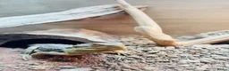 Bearded Dragon reptiles for sale: Bearded lizard in Westbury - Advert 2