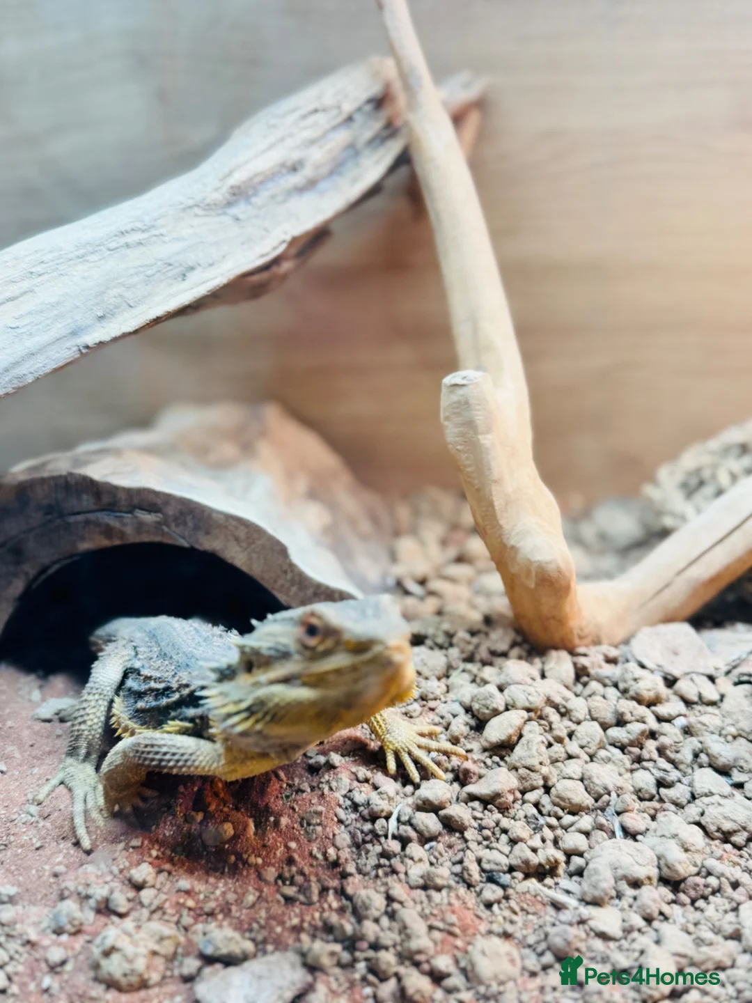Bearded Dragon reptiles for sale: Bearded lizard in Westbury - Advert 2