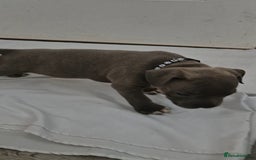 Staffordshire Bull Terrier dogs for sale: Blue Staffs £1,100 Deposit is £245 - Image 6