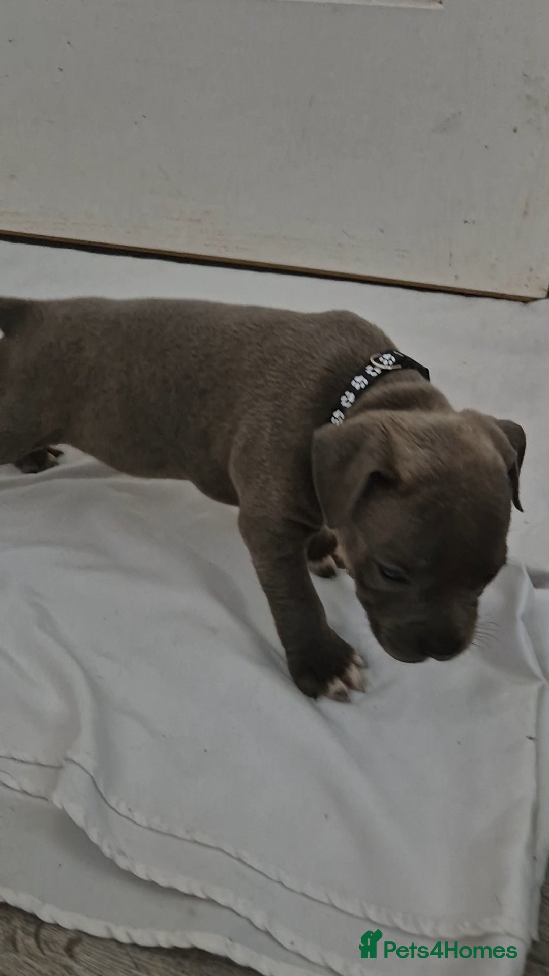 Staffordshire Bull Terrier dogs for sale: Blue Staffs £1,100 Deposit is £245 - Image 6