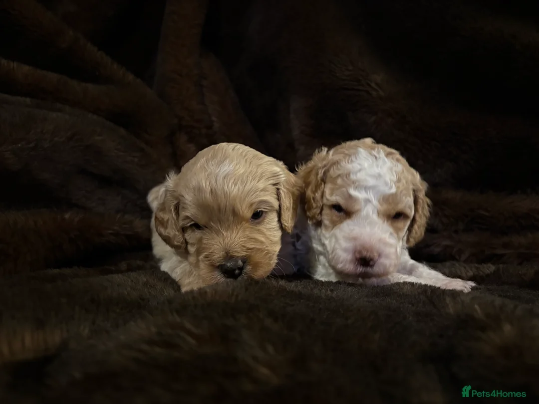 Cavapoo dogs for sale: Stunning F1B Cavapoo’s - Advert 14