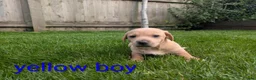 Dachshund dogs for sale: Dachshund pups - Advert 22