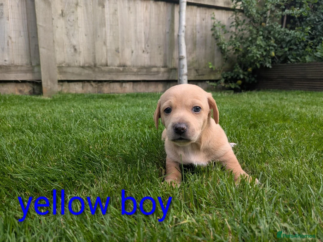 Dachshund dogs for sale: Dachshund pups - Advert 22