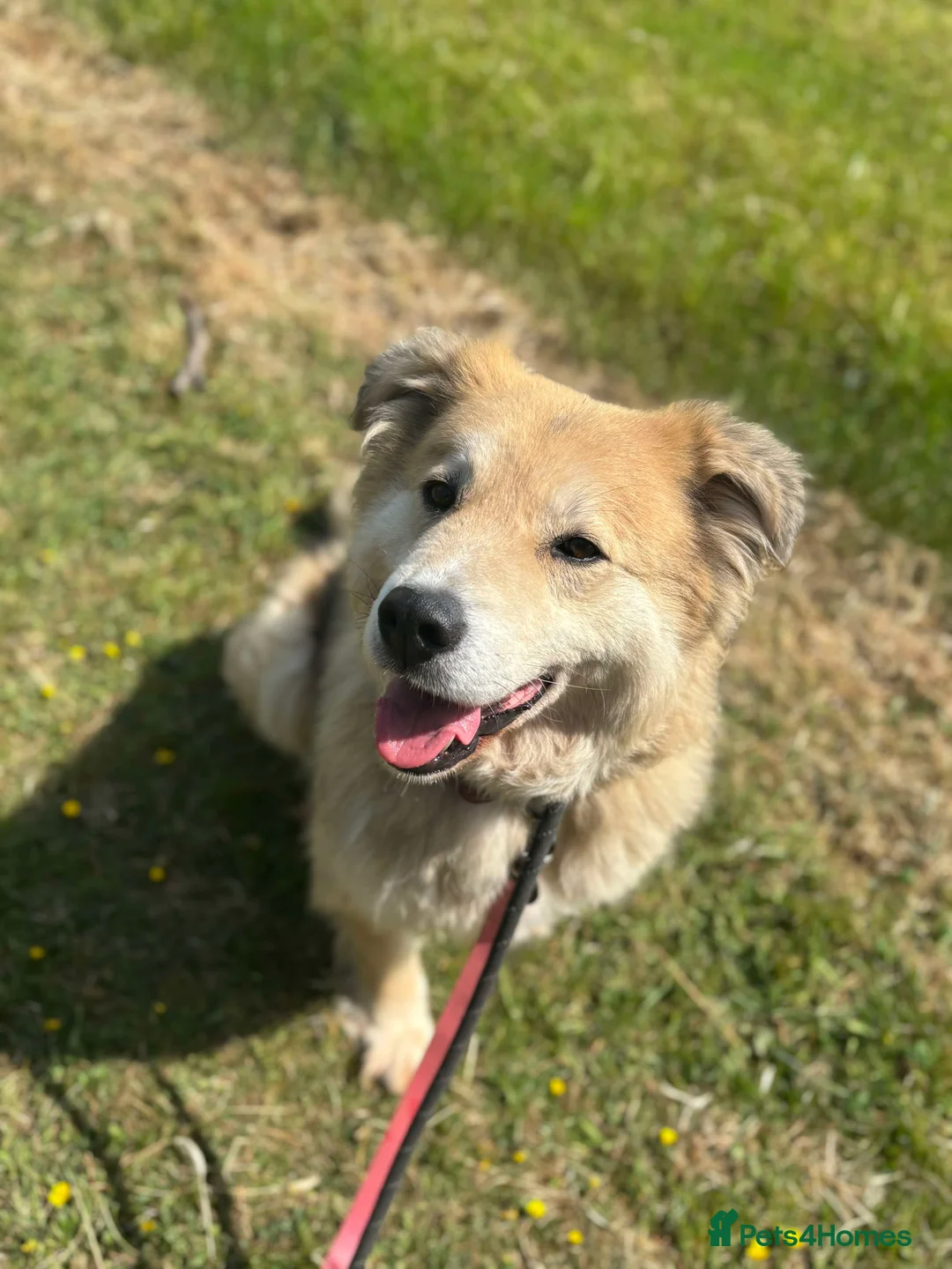 Mixed Breed dogs for adoption: Meet Paddy, currently residing in Cheshire  in Nantwich - Advert 24