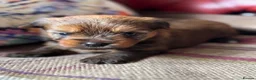 Yorkshire Terrier dogs for sale: Super Health tested Ocean Pearl /coloured Yorkies  - Advert 18