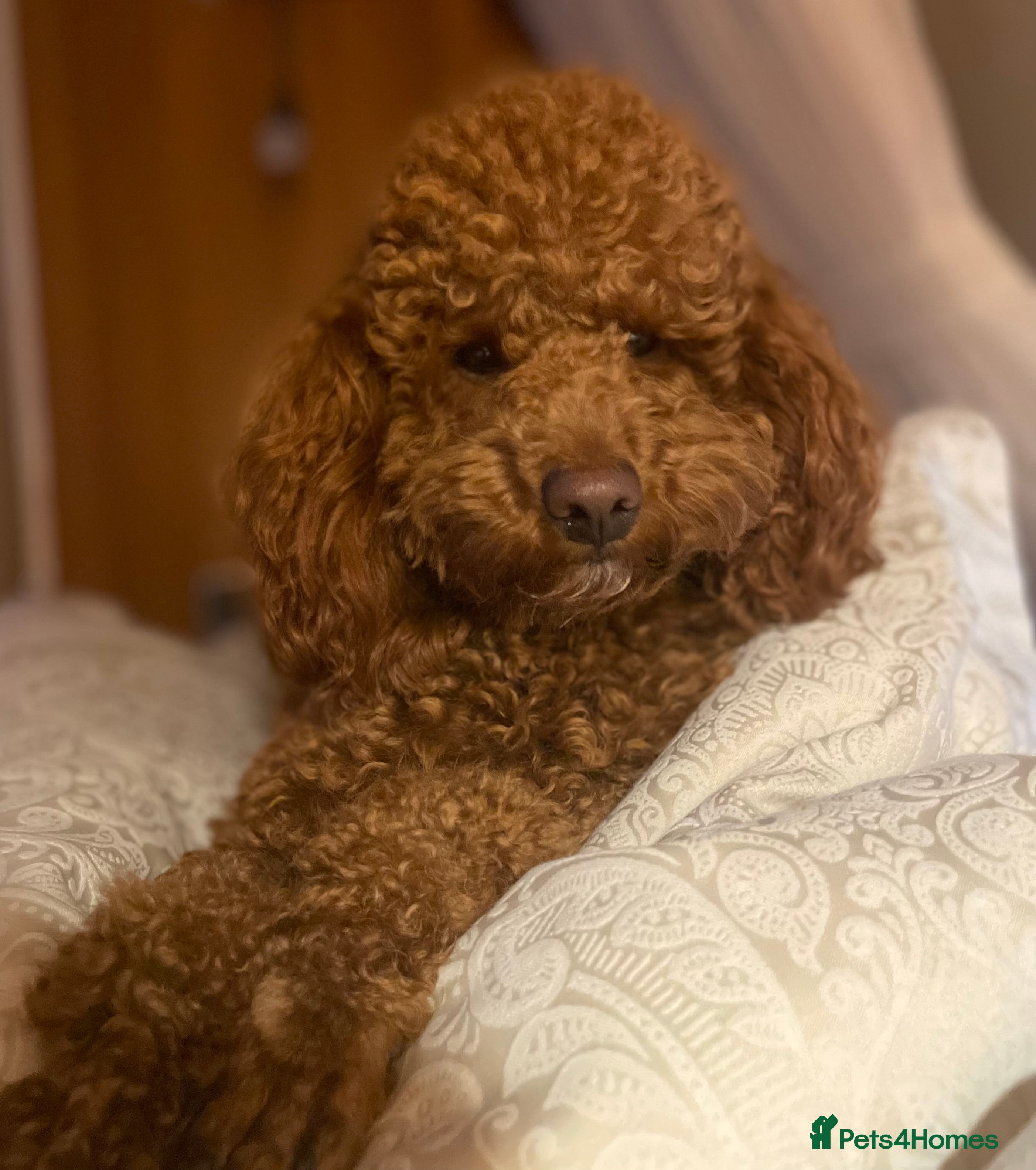 Toy Poodle dogs EXTENSIVELY HEALTH TESTED TOY POODLE STUD TYSON🌹 in Sheerness - Advert 9