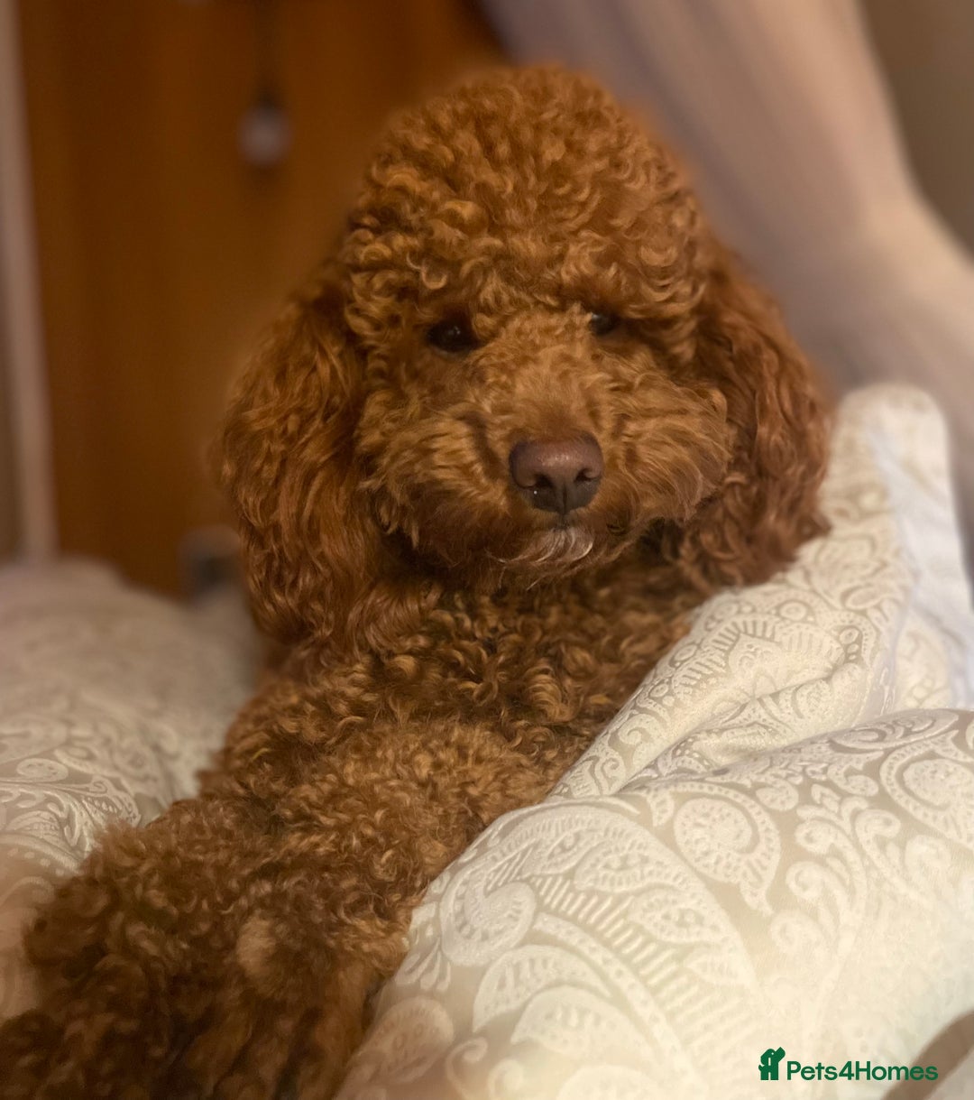 Toy Poodle dogs for stud: EXTENSIVELY HEALTH TESTED TOY POODLE STUD TYSON🌹 in Sheerness - Advert 1